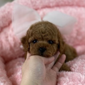 トイプードル(ティーカップ)【大阪府・女の子・2023年8月24日・レッド】の写真「お目目クリクリ可愛い女の子です(*^^*)」
