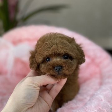 トイプードル(ティーカップ)【大阪府・男の子・2022年11月20日・レッド】の写真「ティーカップサイズ♪可愛い男の子です(*^^*)」