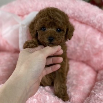 トイプードル(ティーカップ)【大阪府・男の子・2023年3月3日・レッド】の写真「お目目クリクリ可愛い男の子です(*^^*)」