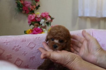 トイプードル(ティーカップ)【大阪府・女の子・2016年8月2日・レッド】の写真「」