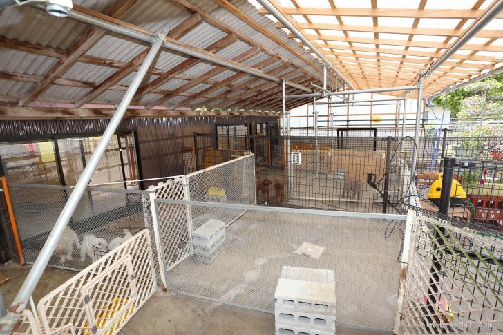 屋根付きの広場なので、雨の日も濡れずに遊べます！｜前田　哲征(まえだ　てつゆき)ブリーダー(大分県・トイプードルなど・JKC登録)の紹介写真3