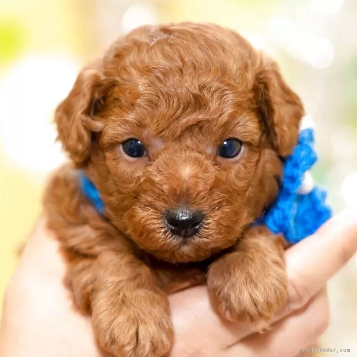 ID：2506-03362の子犬