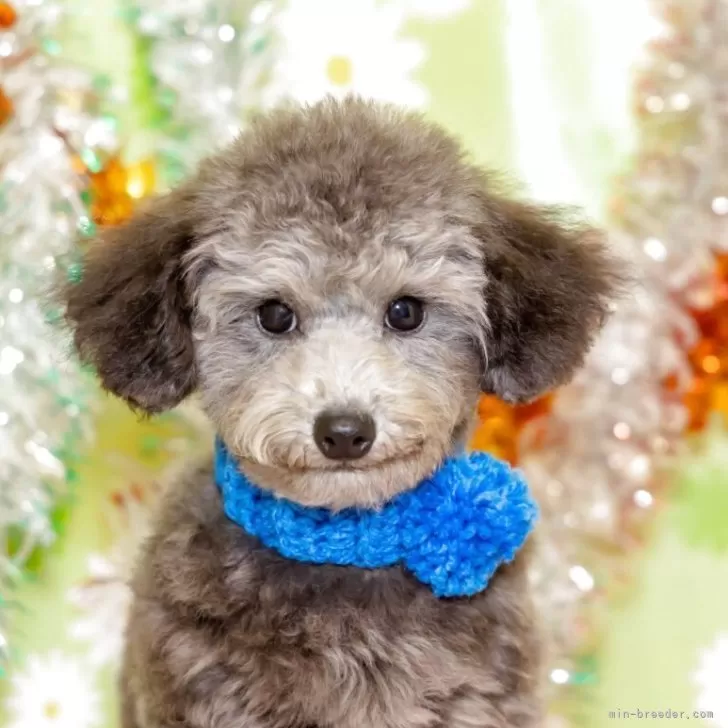 タイニープードル【大分県・男の子・2025年7月30日・シルバー】の写真1