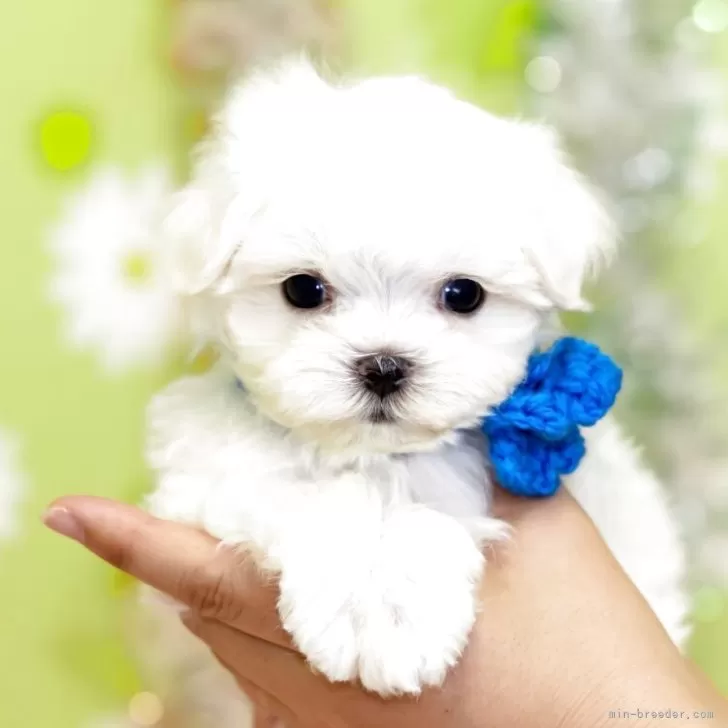 ID：2506-03354の子犬