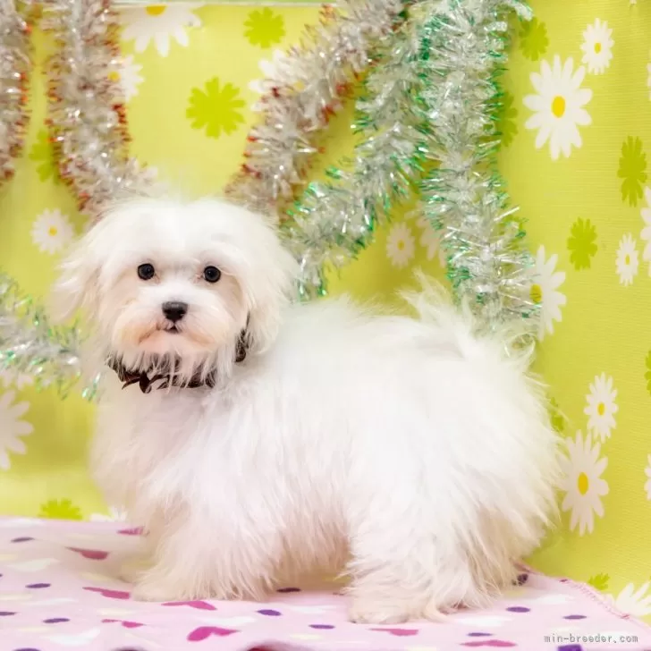 ID：2410-03206の子犬