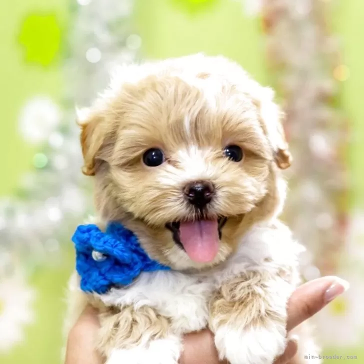 ID:2506-06303の子犬