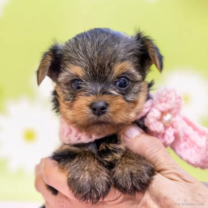 ID:2411-03314の子犬