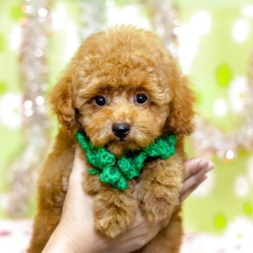 トイプードル(タイニー)【大分県・男の子・2025年5月14日・レッド】の写真「東京・大阪・北海道・沖縄、対応可能です☆」