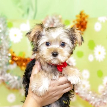 ヨークシャーテリア【大分県・女の子・2025年9月6日・スティールブルー&タン】の写真「東京・大阪・北海道・沖縄、対応可能です☆」