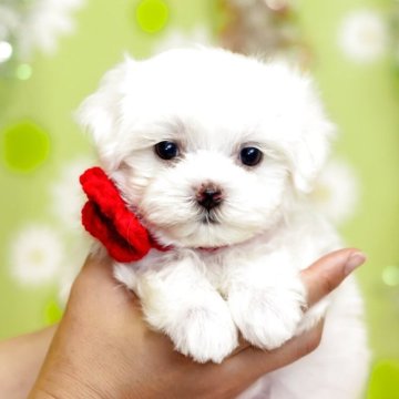 マルチーズ【大分県・女の子・2025年5月13日・ホワイト】の写真「東京・大阪・北海道・沖縄、対応可能です☆」
