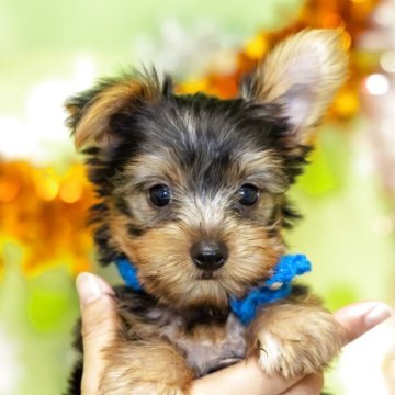 ヨークシャーテリア【大分県・男の子・2025年7月19日・スティールブルー&タン】の写真「東京・大阪・北海道・沖縄、対応可能です☆」