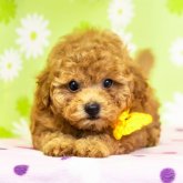 トイプードル(タイニー)