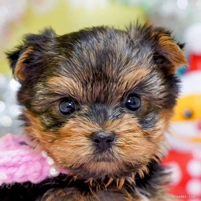 ID：1912-00743の子犬