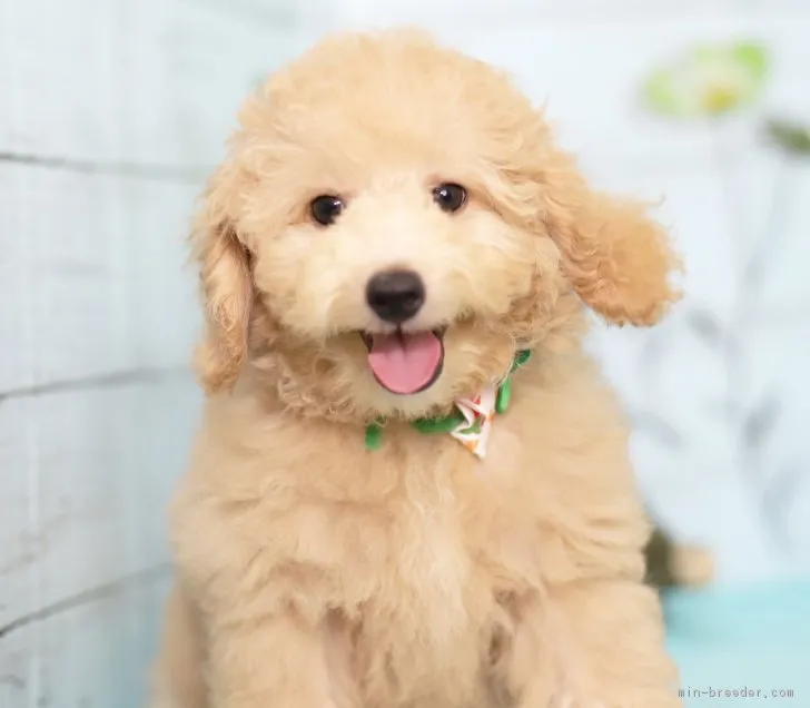 ID:1706-02405の子犬
