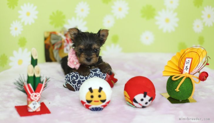 ID:1712-00695の子犬