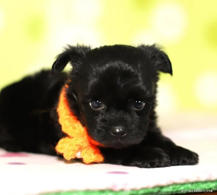 レアちゃん 様のお迎えした子犬