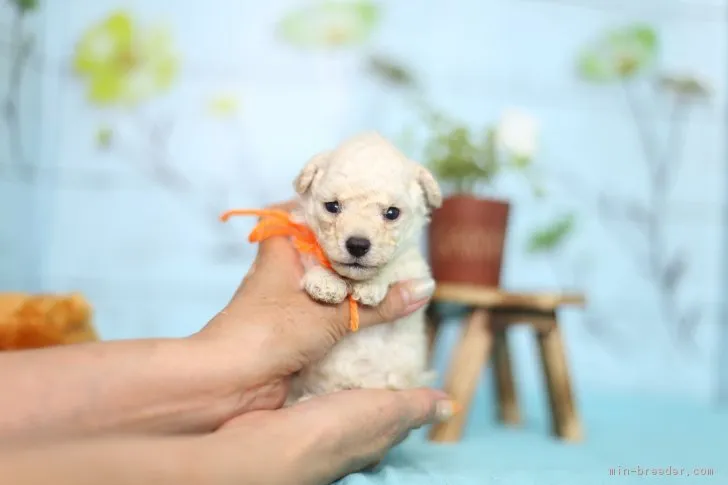 ID：1707-00343の子犬