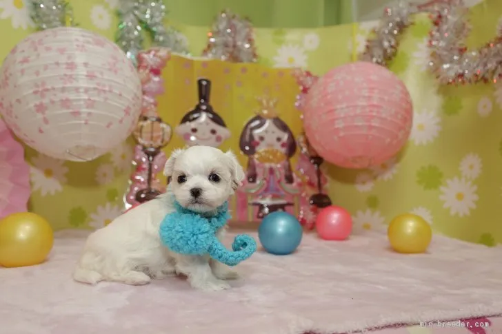 ID:2101-01921の子犬