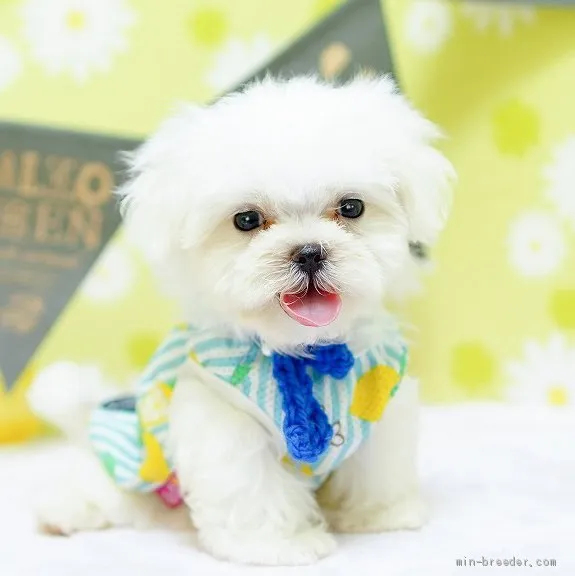 ID:1908-01264の子犬