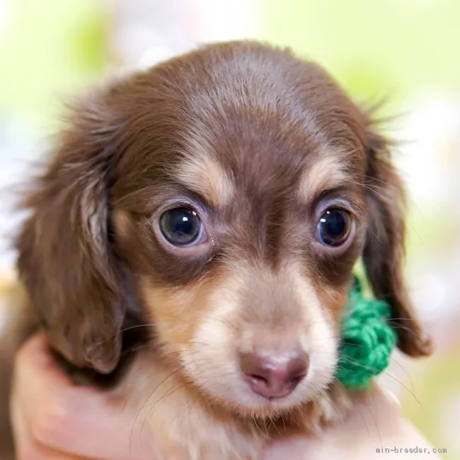 ID：1912-00740の子犬