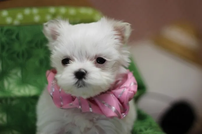 ID:1302-00418の子犬