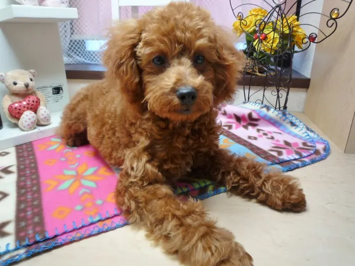 ID：1208-00483の子犬