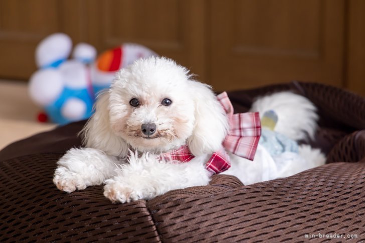 タイニープードル【・女の子・2023年8月16日・ホワイト】