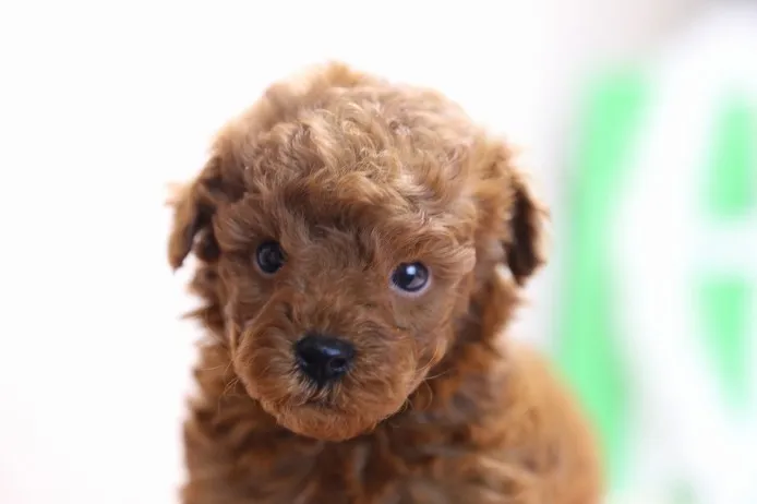 ID:1401-01211の子犬