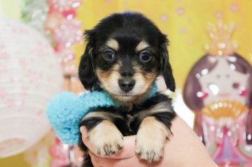 ミニチュアダックスフンド(ロング)【大分県・男の子・2021年1月4日・ブラック&イエロー】の写真「東京・大阪・北海道・沖縄、対応可能です☆」