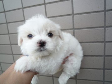 マルチーズ【大分県・男の子・2013年4月6日・ホワイト】の写真「」