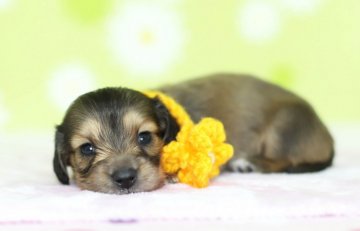 カニンヘンダックスフンド(ロング)【大分県・女の子・2018年4月22日・シェーデッドイエロー】の写真「とてもおとなしく甘えん坊な女の子です☆5/15撮影」