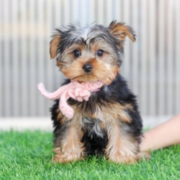 ヨークシャーテリア【大分県・女の子・2022年12月25日・スティールブルー&タン】の写真「東京・大阪・北海道・沖縄、対応可能です☆」