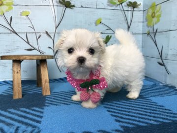 マルチーズ【大分県・女の子・2017年3月31日・ホワイト】の写真「小柄でとっても可愛いです☆」