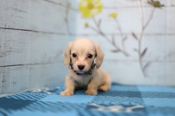 カニンヘンダックスフンド(ロング)【大分県・男の子・2017年3月16日・クリーム】の写真「とてもおとなしく甘え上手です☆」