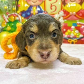 ミニチュアダックスフンド(ロング)【大分県・男の子・2022年1月17日・ブラック&イエロー】の写真「東京・大阪・北海道・沖縄、対応可能です☆」