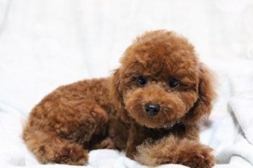 トイプードル(トイ)【大分県・男の子・2013年4月1日・レッド】の写真「」