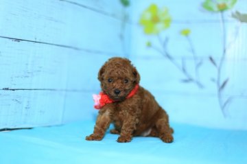 トイプードル(タイニー)【大分県・女の子・2017年5月29日・レッド】の写真「小柄でとっても可愛いです☆」