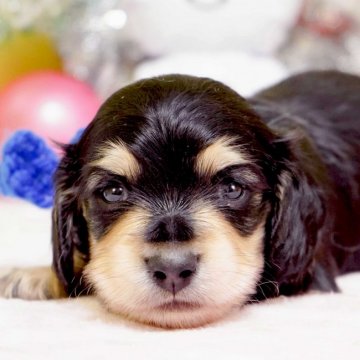 カニンヘンダックスフンド(ロング)【大分県・男の子・2019年11月16日・ブラック&イエロー】の写真「とってもおとなしく甘え上手です☆」