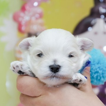 マルプー(マルチーズxトイプー)【大分県・男の子・2021年2月15日・ホワイト】の写真「東京・大阪・北海道・沖縄、対応可能です☆」