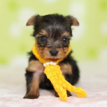 ヨークシャーテリア【大分県・女の子・2018年8月28日・スティールブルー&タン】の写真「ぜひ見にきてください( ^^) _U」