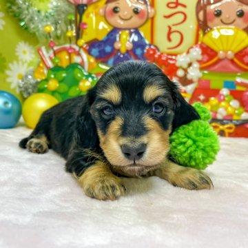 ミニチュアダックスフンド(ロング)【大分県・男の子・2022年1月17日・ブラック&イエロー】の写真「東京・大阪・北海道・沖縄、対応可能です☆」