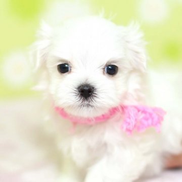 マルチーズ【大分県・女の子・2019年1月5日・ホワイト】の写真「コロコロとしたとても元気な女の子です☆」