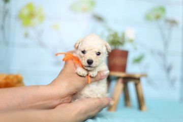 トイプードル(ティーカップ)【大分県・女の子・2017年6月3日・ホワイト】の写真「小柄でとっても可愛いです☆」