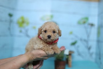 トイプードル(タイニー)【大分県・女の子・2017年6月3日・クリーム】の写真「手足が短く、コロコロして可愛いです☆」