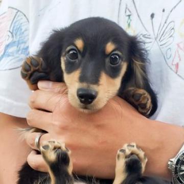 ミニチュアダックスフンド(ロング)【大分県・女の子・2022年7月19日・ブラック&イエロー】の写真「東京・大阪・北海道・沖縄、対応可能です☆」