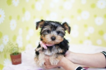 ヨークシャーテリア【大分県・女の子・2019年2月19日・スティールブルー&タン】の写真「くりくりした大きな瞳が印象的な女の子♡」