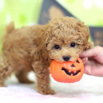 トイプードル(トイ)【大分県・男の子・2018年8月28日・アプリコット】の写真「小ぶり！あまえんぼ顔のとても可愛い男の子です♡」