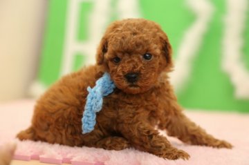 トイプードル(トイ)【大分県・男の子・2013年12月6日・レッド】の写真「モコモコ３兄妹」