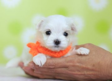 マルチーズ【大分県・女の子・2018年5月6日・ホワイト】の写真「とっても美人なおっとりちゃん♡6/6に撮影しました」
