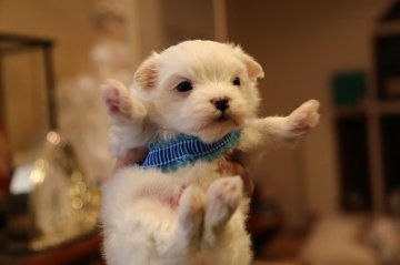 マルチーズ【大分県・男の子・2013年10月13日・ホワイト】の写真「ふわふわマルチーズの兄妹です」